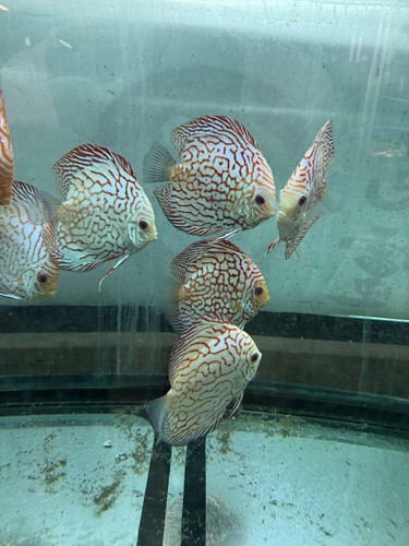 Red pigeon discus 75 inch - 4.75,
