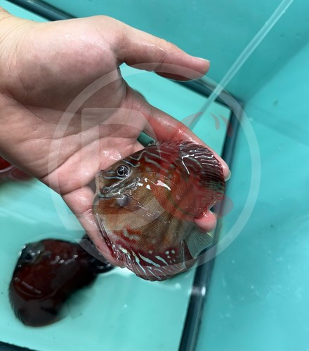 Pack live discus fish - live,