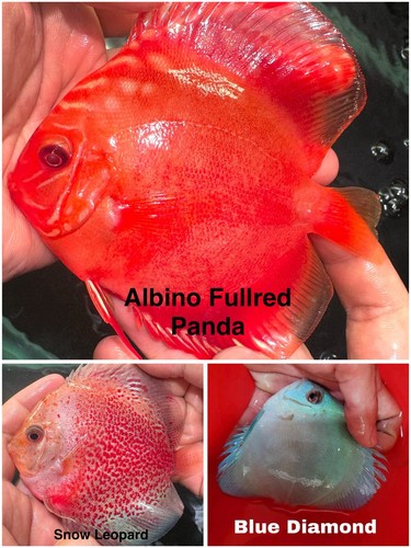 Pack discus fish 75 - fish, 3.75”