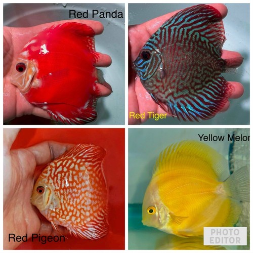 Pack discus fish - 4, 3.75”