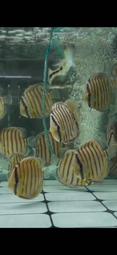 Wild discus rio nanay - discus,