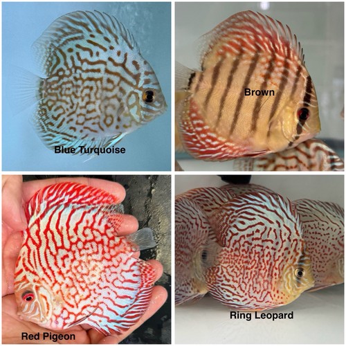Pack discus fish - 4,