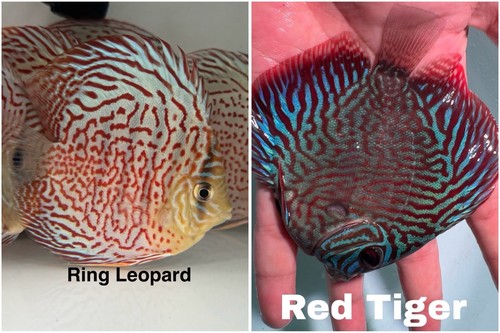 Pack discus fish - of, 2