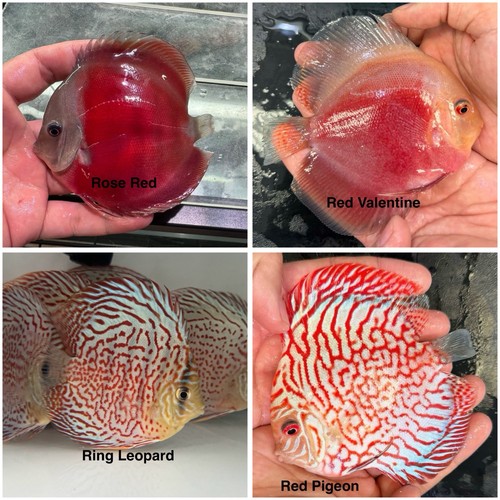 Pack discus fish 3 75 - of,