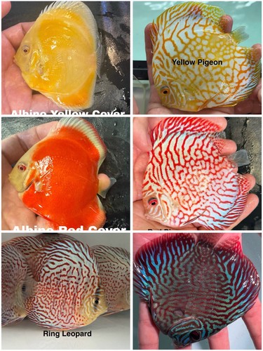 Pack discus fish 75 - discus,