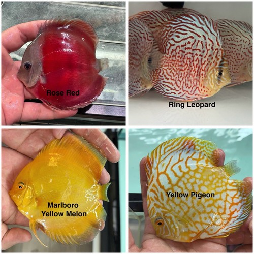 Pack discus fish 3 75 - of, 4