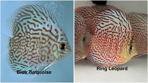 Pack discus fish - 3.75",