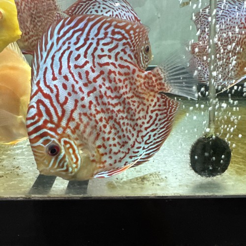 Spotted leopard discus - leopard, inch