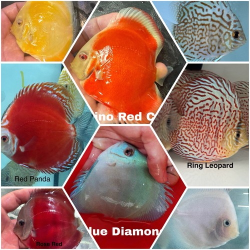 Pack discus fish 3 - pack,