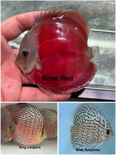 Pack live discus fish - pack, 3