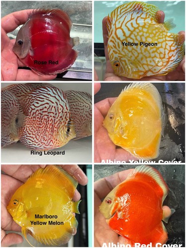 Pack discus fish 3 - of,
