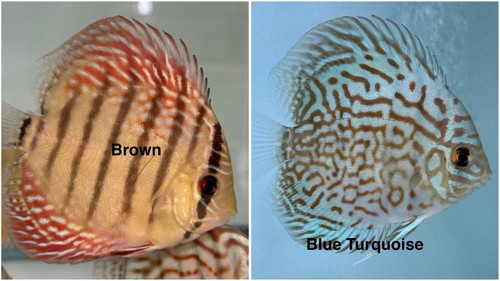 Pack discus fish - discus,
