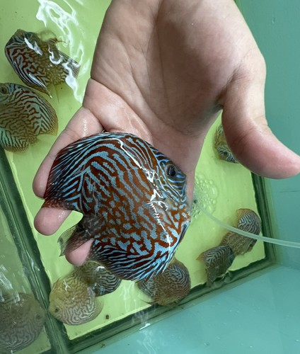 Pack live discus - pack, of
