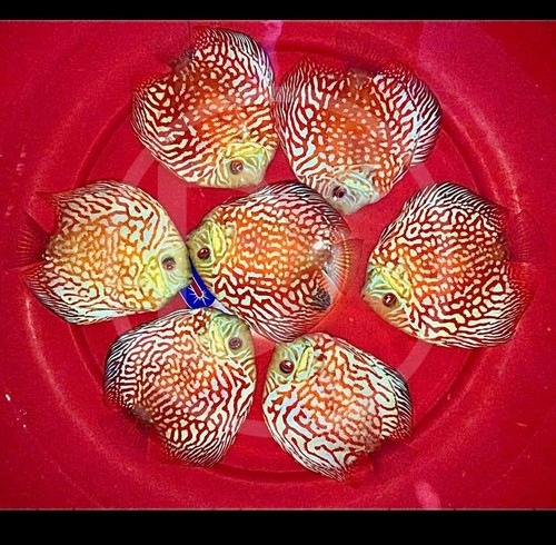 Pack live discus - of, 2