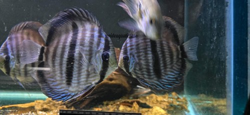 Nhamunda river blue face