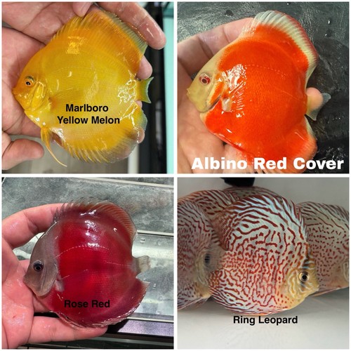 Pack discus fish 3 - fish, 3.75