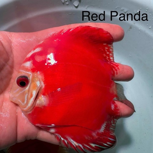 Red panda discus fish - x1,