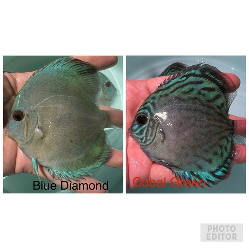Pack discus fish - pack, 2