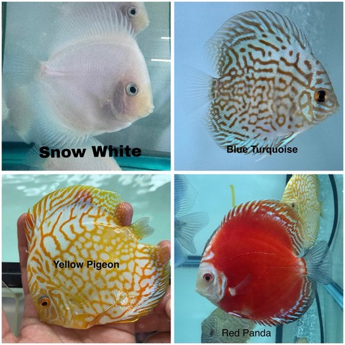Pack discus fish 3 75 - pack, 4