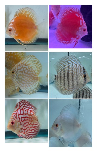 Pack live discus - pack, to