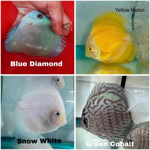 Pack discus fish - 4,