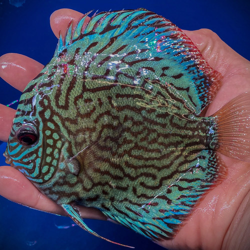 Blue turquoise discus - blue,