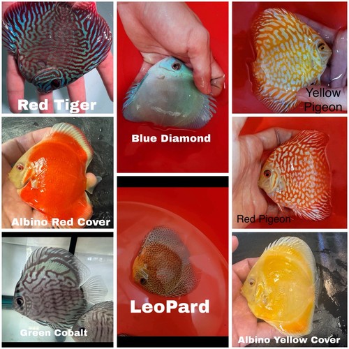 Pack discus fish - of,