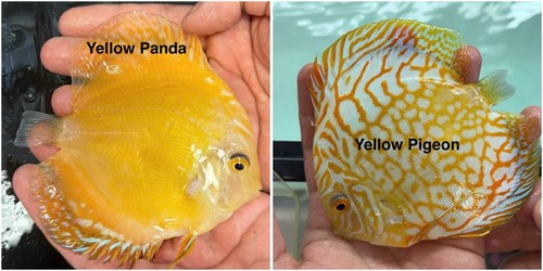 Pack discus fish 5 - of,