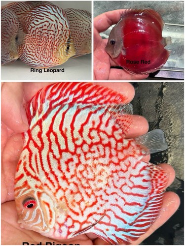 Pack live discus fish - pack,