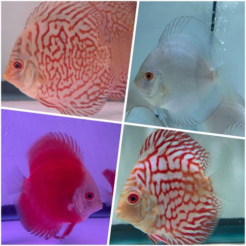 Pack live discus fish 5 - live,
