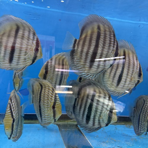Blue heckel discus - blue,