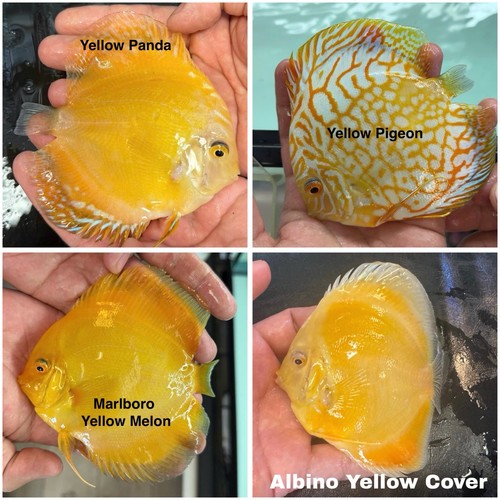 Pack discus fish - pack,